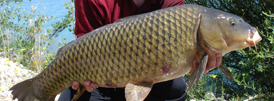 Lago Dei Cigni - Pesca Sportiva