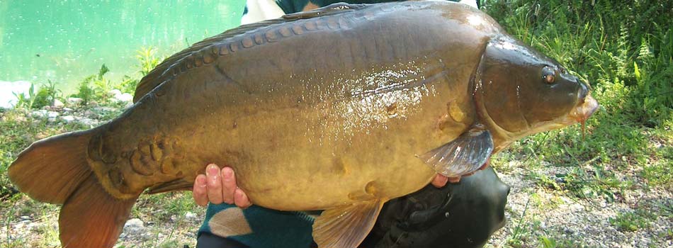 Lago Dei Cigni - Pesca Sportiva