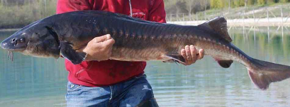 Lago Dei Cigni - Pesca Sportiva